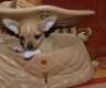 kurzhaar Chihuahuawelpe (Rüde)